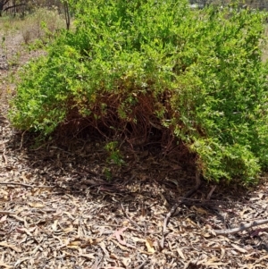 Billardiera heterophylla at Tuggeranong, ACT - 9 Oct 2023