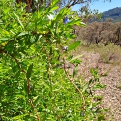 Billardiera heterophylla at Tuggeranong, ACT - 9 Oct 2023