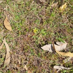 Arctotheca calendula (Capeweed, Cape Dandelion) at Tuggeranong, ACT - 9 Oct 2023 by LPadg