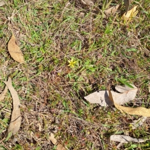 Arctotheca calendula at Tuggeranong, ACT - 9 Oct 2023 10:33 AM