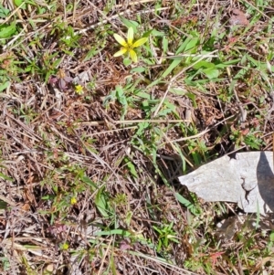 Arctotheca calendula at Tuggeranong, ACT - 9 Oct 2023 10:33 AM