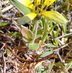 Arctotheca calendula at Tuggeranong, ACT - 9 Oct 2023 10:33 AM