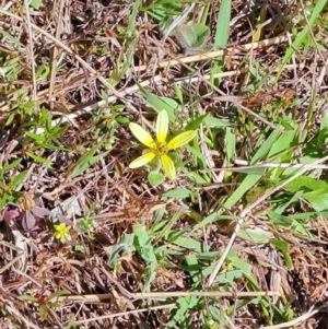 Arctotheca calendula at Tuggeranong, ACT - 9 Oct 2023 10:33 AM