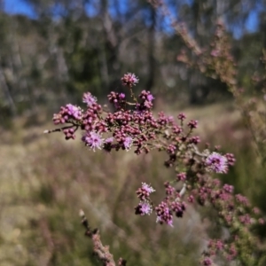 Kunzea parvifolia at Captains Flat, NSW - 9 Oct 2023