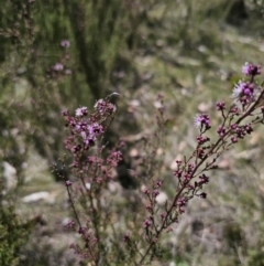 Kunzea parvifolia at Captains Flat, NSW - 9 Oct 2023 12:22 PM