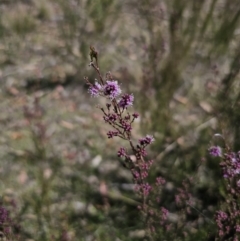 Kunzea parvifolia at Captains Flat, NSW - 9 Oct 2023 12:22 PM