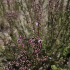 Kunzea parvifolia at Captains Flat, NSW - 9 Oct 2023 12:22 PM