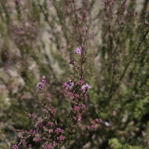 Kunzea parvifolia at Captains Flat, NSW - 9 Oct 2023