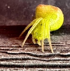 Araneus circulissparsus (species group) at Paddys River, ACT - suppressed