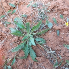 Goodenia strangfordii at Windorah, QLD - 28 Jul 2023 by LyndalT