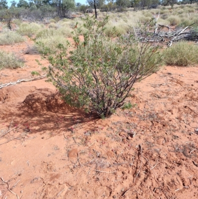 Eremophila latrobei (Crimson Turkey Bush) at Windorah, QLD - 28 Jul 2023 by LyndalT