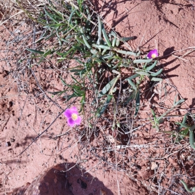 Calandrinia ptychosperma at Windorah, QLD - 28 Jul 2023 by LyndalT