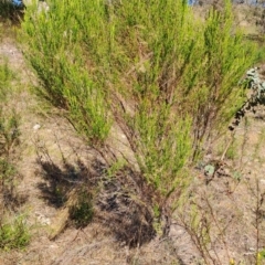 Cassinia sifton (Sifton Bush, Chinese Shrub) at Tuggeranong, ACT - 9 Oct 2023 by LPadg