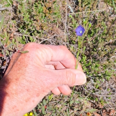 Linum marginale (Native Flax) at Tuggeranong, ACT - 8 Oct 2023 by LPadg