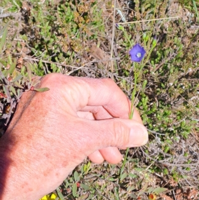 Linum marginale (Native Flax) at Tuggeranong, ACT - 9 Oct 2023 by LPadg