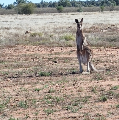 Macropus giganteus (Eastern Grey Kangaroo) at Windorah, QLD - 28 Jul 2023 by LyndalT