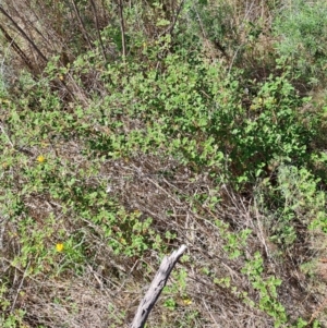 Rubus parvifolius at Tuggeranong, ACT - 9 Oct 2023 10:15 AM