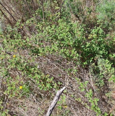 Rubus parvifolius (Native Raspberry) at Tuggeranong, ACT - 9 Oct 2023 by LPadg