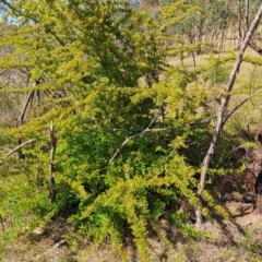 Pyracantha fortuneana (Firethorn) at Wanniassa Hill - 8 Oct 2023 by LPadg