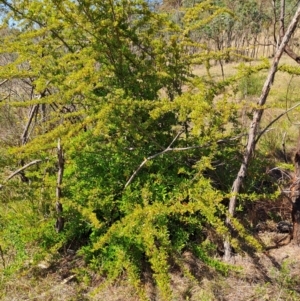 Pyracantha fortuneana at Tuggeranong, ACT - 9 Oct 2023