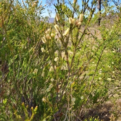 Melaleuca parvistaminea (Small-flowered Honey-myrtle) at Tuggeranong, ACT - 9 Oct 2023 by LPadg