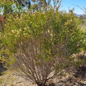 Melaleuca parvistaminea at Tuggeranong, ACT - 9 Oct 2023 10:00 AM