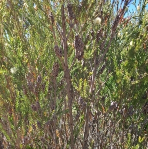 Melaleuca parvistaminea at Tuggeranong, ACT - 9 Oct 2023 10:00 AM