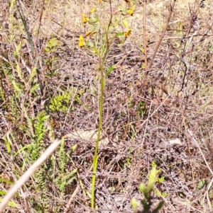 Diuris semilunulata at Tuggeranong, ACT - 9 Oct 2023