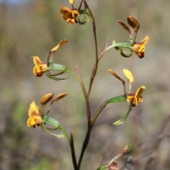 Diuris semilunulata at Tuggeranong, ACT - 9 Oct 2023