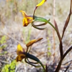 Diuris semilunulata at Tuggeranong, ACT - 9 Oct 2023