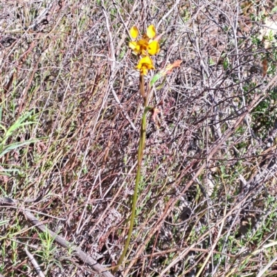 Diuris sp. (A Donkey Orchid) at Tuggeranong, ACT - 9 Oct 2023 by LPadg