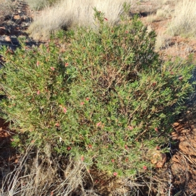 Eremophila latrobei (Crimson Turkey Bush) at Windorah, QLD - 28 Jul 2023 by LyndalT