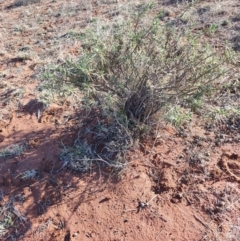 Eremophila gilesii (Charleville Turkey-Bush) at Windorah, QLD - 28 Jul 2023 by LyndalT