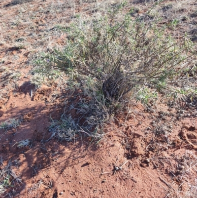 Eremophila gilesii (Charleville Turkey-Bush) at Windorah, QLD - 28 Jul 2023 by LyndalT