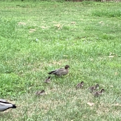 Chenonetta jubata (Australian Wood Duck) at Chapel Hill, QLD - 9 Oct 2023 by UserKC