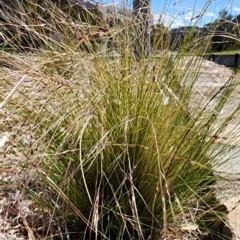 Nassella trichotoma (Serrated Tussock) at Russell, ACT - 9 Oct 2023 by Steve818