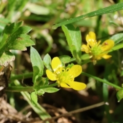 Ranunculus muricatus (Sharp Buttercup) at Wodonga, VIC - 8 Oct 2023 by KylieWaldon