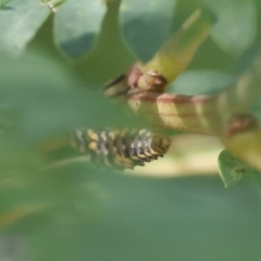 Cleobora mellyi (Southern Ladybird) at Wodonga, VIC - 9 Oct 2023 by KylieWaldon