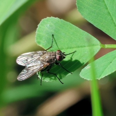 Unverified Blow fly (Calliphoridae) at Wodonga, VIC - 9 Oct 2023 by KylieWaldon