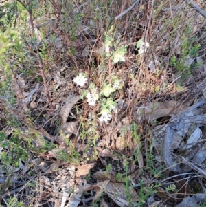 Pimelea linifolia subsp. linifolia at Tuggeranong, ACT - 9 Oct 2023 08:30 AM