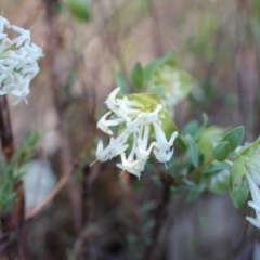 Pimelea linifolia subsp. linifolia at Tuggeranong, ACT - 9 Oct 2023 08:30 AM