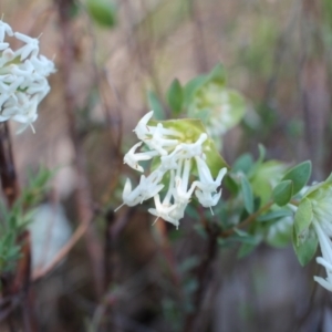 Pimelea linifolia subsp. linifolia at Tuggeranong, ACT - 9 Oct 2023 08:30 AM