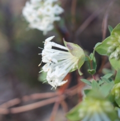 Pimelea linifolia subsp. linifolia at Tuggeranong, ACT - 9 Oct 2023 08:30 AM