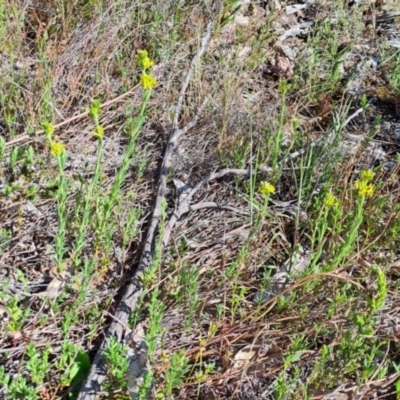 Pimelea curviflora var. sericea (Curved Riceflower) at Wanniassa Hill - 8 Oct 2023 by LPadg