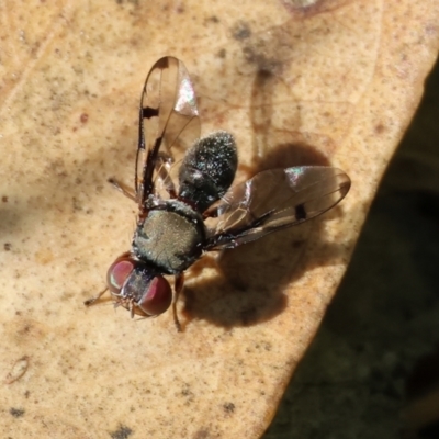 Pogonortalis doclea at Wodonga, VIC - 8 Oct 2023 by KylieWaldon