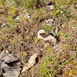 Trapezites phigalia at Tuggeranong, ACT - 9 Oct 2023 08:13 AM