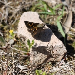 Trapezites phigalia at Tuggeranong, ACT - 9 Oct 2023 08:13 AM