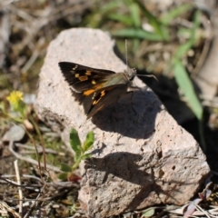 Trapezites phigalia at Tuggeranong, ACT - 9 Oct 2023 08:13 AM