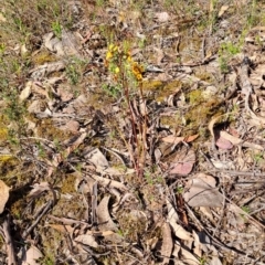 Diuris semilunulata (Late Leopard Orchid) at Wanniassa Hill - 8 Oct 2023 by LPadg