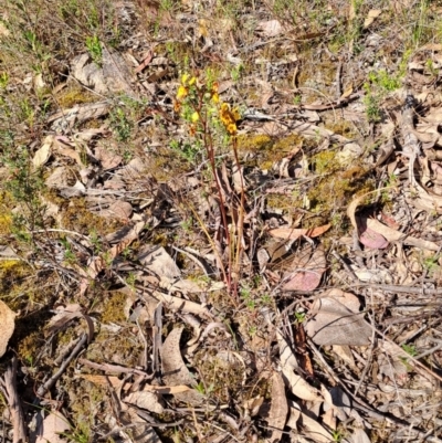 Diuris semilunulata (Late Leopard Orchid) at Tuggeranong, ACT - 9 Oct 2023 by LPadg